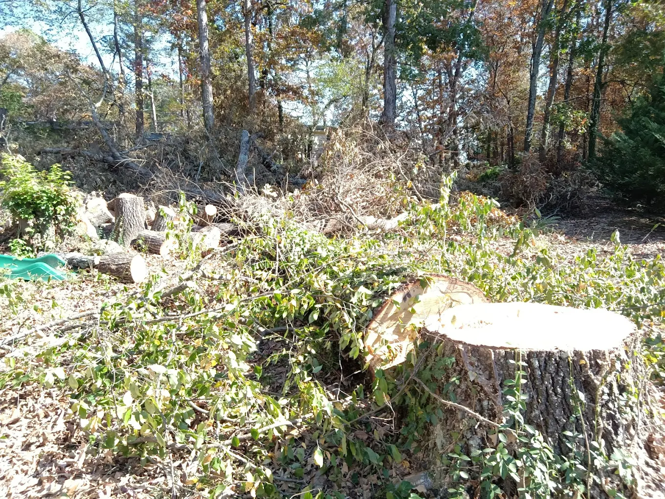 Stump Grinding & Removal in Red Bank TN